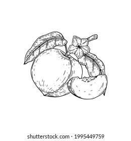 Hand drawn whole peach fruit and slice isolated on white background. Vector illustration in sketch style. Design element for package, label, poster, print, menu
