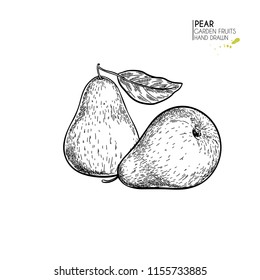 Hand drawn whole pears. Vector engraved illustration. Juicy natural fruit. Food healthy ingredient. For cooking, cosmetic package design, medicinal herb, treating, healt care.