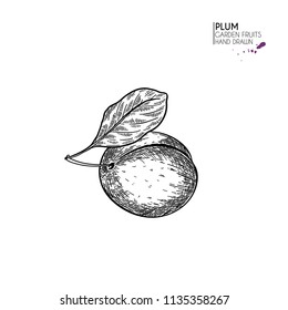 Hand drawn whole plum. Vector engraved illustration. Juicy natural fruit. Food healthy ingredient. For cooking, cosmetic package design, medicinal herb, treating, healt care.