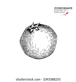 Hand drawn whole pomegranate. Vector engraved illustration. Juicy natural fruit. Food healthy ingredient. For cooking, cosmetic package design, medicinal herb, treating, healt care.