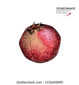 Hand drawn whole pomegranate. Vector engraved colored illustration. Juicy natural fruit. Food healthy ingredient. For cooking, cosmetic package design, medicinal herb, treating, healt care.