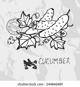 Hand drawn whole and sliced cucumbers with leaves, design elements. Vegetable. Can be used for cards, invitations, gift wrap, print, scrapbooking. Kitchen theme