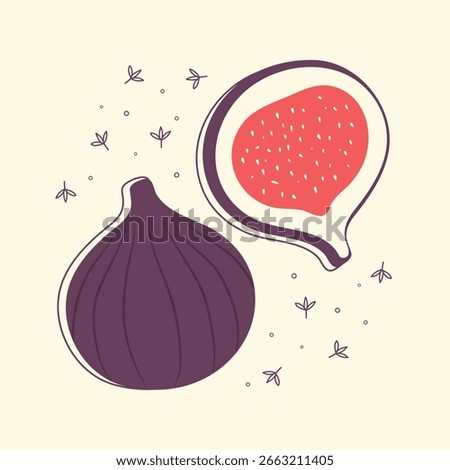 Hand drawn whole and sliced figs. Cartoon fig fruit. Vector illustration