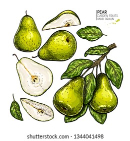 Hand drawn whole, sliced pear and branch. Vector colored engraved illustration. Juicy natural fruit. Food ingredient. For cooking, cosmetic package design, medicinal herb, treating, healthcare