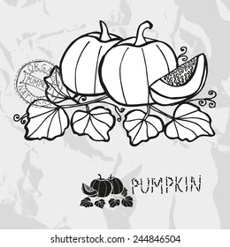 Hand drawn whole and sliced pumpkins with leaves, design elements. Vegetable. Can be used for cards, invitations, gift wrap, print, scrapbooking. Kitchen theme