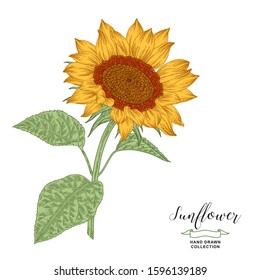 Hand drawn whole sunflower plant isolated on white background. Autumn flowers. Oil plants collection. Vector illustration botanical. Vintage engraving style.