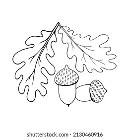 Hand drawn wild acorn with leaves on a white background isolated.
