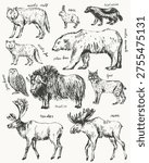 Hand drawn wild animals set. Polar animals sketches. Arctic wolf arctic fox hare polar bear reindeer moose musk ox snowy owl lynx wolverine. For wild nature background design.