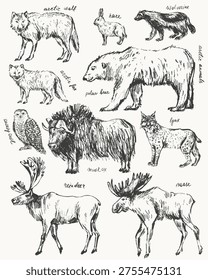 Hand drawn wild animals set. Polar animals sketches. Arctic wolf arctic fox hare polar bear reindeer moose musk ox snowy owl lynx wolverine. For wild nature background design.