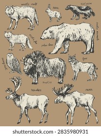 Hand drawn wild animals set. Polar animals sketches. Arctic wolf arctic fox hare polar bear reindeer moose musk ox snowy owl lynx wolverine. For wild nature background design.