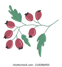 Hand drawn wild berries on a branch with leaves on a white background isolated.