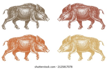 Hand Drawn Wild Boar, Pig Or Swine, Forest Animal Vector Illustration. Antique Engraving Illustration Of Wild Boar Isolated On A White Background
