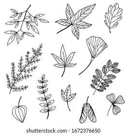 Hand drawn wild branches and leaves.