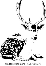 Hand drawn wild elk. Vector isolated on a transparent background