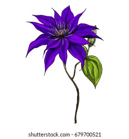 Hand drawn wild field flower isolated on white background. Botanical vector