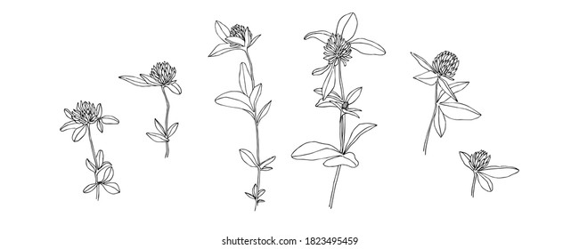 Hand drawn wild flower collection. Outline clover with leaves painted by ink. Black isolated sketch vector on white background.