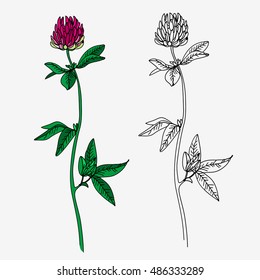 Hand drawn wild flower. Herbal sketch isolated on white. linear and color version