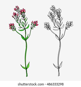 Hand drawn wild flower. Herbal sketch isolated on white. linear and color version