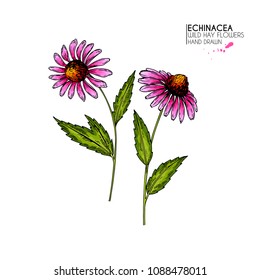 Hand drawn wild flowers. Echinacea purpurea flower. Medical herb. Vintage colored engraving. Botanical illustration. Cosmetics, medicine, treating, aromatherapy, nursing, package design field bouquet.