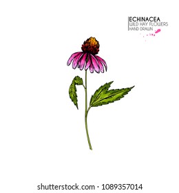 Hand drawn wild flowers. Echinacea purpurea flower. Medical herb. Vintage colored engraving. Botanical illustration. Cosmetics, medicine, treating, aromatherapy, nursing, package design field bouquet.