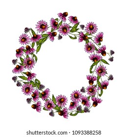 Hand drawn wild flowers. Echinacea pupurea flower. Medical herb. Vector colored engraved art. Round wreath composition. For cosmetics, medicine, treating, tea, nursing, package design health care.