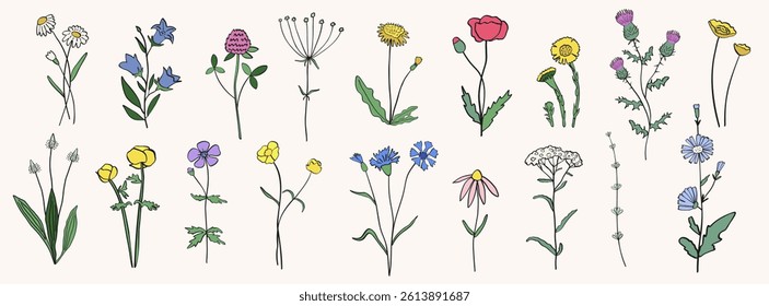 Hand drawn wild flowers and herbs. Vector silhouettes and scribble  of field plants isolated on white background.
Brush sketch or ink stroke, botanical drawing illustration.
