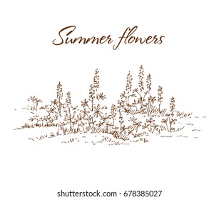 Hand drawn wild flowers. Meadow with flowers. Sketch, vector illustration.