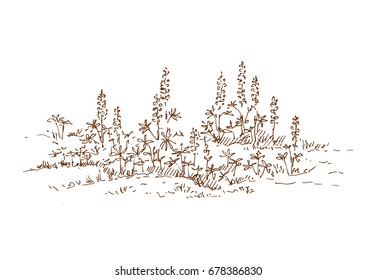 Hand drawn wild flowers. Meadow with flowers. Sketch, vector illustration.
