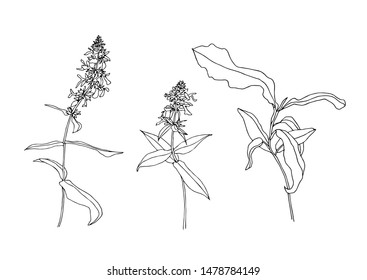 Hand drawn wild flowers set. Outline plants painting by ink pen. Sketch or doodle style botanical vector illustration. Cowwheat black isolated on white background.