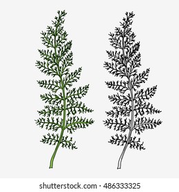 Hand drawn wild grass. Herbal sketch isolated on white. linear and color version