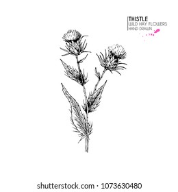 Hand drawn wild hay flower. Milk marian thistle. Medical herb. Vintage engraved art. Botanical illustration. Good for cosmetics, medicine, treating, aromatherapy, nursing, package design field