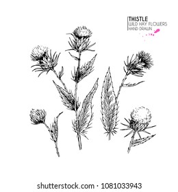 Hand drawn wild hay flower. Milk marian thistle. Medical herb. Vintage engraved art. Botanical illustration. Good for cosmetics, medicine, treating, aromatherapy, nursing, package design field
