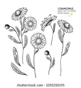 Hand drawn wild hay flowers. Chamomile or daisy flower. Vintage engraved art. Botanical illustration. Good for cosmetics, medicine, treating, aromatherapy, nursing, package design, field bouquet.