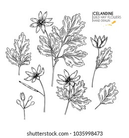 Hand drawn wild hay flowers. Celandine flower. Vintage engraved art. Botanical illustration. Good for cosmetics, medicine, treating, aromatherapy, nursing, package design, field bouquet.