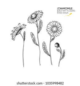 Hand drawn wild hay flowers. Chamomile or daisy flower. Vintage engraved art. Botanical illustration. Good for cosmetics, medicine, treating, aromatherapy, nursing, package design, field bouquet.