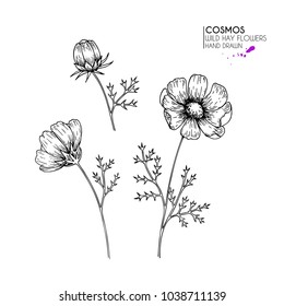 Hand drawn wild hay flowers. Cosmos or cosmea flower. Vintage engraved art. Botanical illustration. Good for cosmetics, medicine, treating, aromatherapy, nursing, package design, field bouquet.