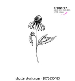 Hand drawn wild hay flowers. Echinacea flower. Medical herb. Vintage engraved art. Botanical illustration. Good for cosmetics, medicine, treating, aromatherapy, nursing, package design, field bouquet.
