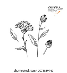 Hand drawn wild hay flowers. Calendula flower. Medical herb. Vintage engraved art. Botanical illustration. Good for cosmetics, medicine, treating, aromatherapy, nursing, package design, field bouquet.