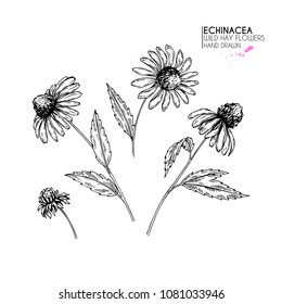 Hand drawn wild hay flowers. Echinacea flower. Medical herb. Vintage engraved art. Botanical illustration. Good for cosmetics, medicine, treating, aromatherapy, nursing, package design, field bouquet.
