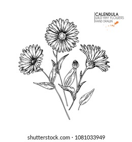 Hand drawn wild hay flowers. Calendula flower. Medical herb. Vintage engraved art. Botanical illustration. Good for cosmetics, medicine, treating, aromatherapy, nursing, package design, field bouquet.