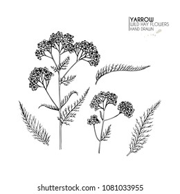 Hand drawn wild hay flowers. Yarrow milfoil. Medical herb. Vintage engraved art. Botanical illustration. Good for cosmetics, medicine, treating, aromatherapy, nursing, package design field bouquet.