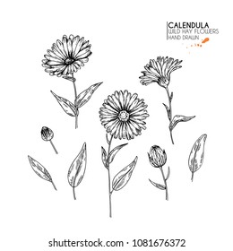 Hand drawn wild hay flowers. Calendula flower. Medical herb. Vintage engraved art. Botanical illustration. Good for cosmetics, medicine, treating, aromatherapy, nursing, package design, field bouquet.