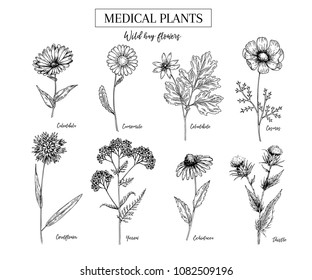 Hand drawn wild hay flowers. Medical herbs and plant. Calendula, Chamomile, Cornflower, Celandine, Cosmos, Yarrow, Thistle, Echinacea. Engraved. Cosmetic, essential oil, package, herbal tea, medicine