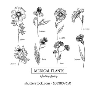 Hand drawn wild hay flowers. Medical herbs and plant. Calendula, Chamomile, Cornflower, Celandine, Cosmos, Yarrow, Thistle, Echinacea. Engraved. Cosmetic, essential oil, package, herbal tea, medicine