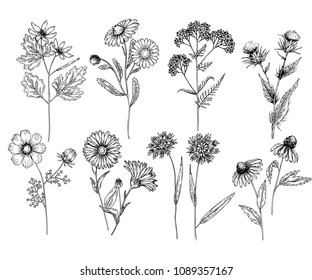 Flores de heno silvestres dibujadas a mano. Hierbas medicinales y plantas. Calendula, Chamomile, Cornflower, Celandine, Cosmos, Yarrow, Thistle, Echinacea. Grabado. Aceite cosmético esencial, envase, té de hierbas, medicina