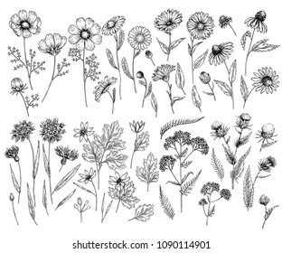 Hand Drawn Wild Hay Flowers Medical Stock Vector (Royalty Free ...