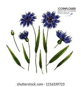Hand drawn wild hay flowers. Colored cornflower. Vector medical herb. Vintage engraved art. Botanical illustration. Good for cosmetics, medicine, treating, aromatherapy, package design field bouquet.