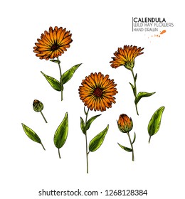 Hand drawn wild hay flowers. Vector colored calendula flower. Medical herb. Vintage engraved art. Botanical illustration. Cosmetics, medicine, treating, aromatherapy, nursing, package design.