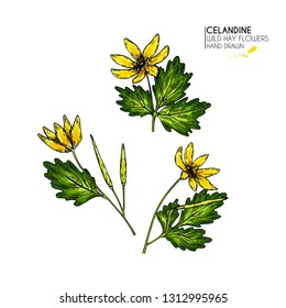 Hand drawn wild hay flowers. Celandine flower. Colored vintage engraved art. Botanical illustration. Good for cosmetics, medicine, treating, aromatherapy, nursing, package design, field bouquet.