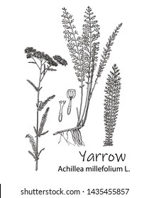 Hand drawn wild hay flowers. Yarrow milfoil. Medical herb. Vintage engraved art. Botanical illustration. Good for cosmetics, medicine, treating, aromatherapy, nursing, package design field bouquet.